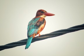 kaiyun网站-切尔西将加强替补席深度，切尔西引援2020