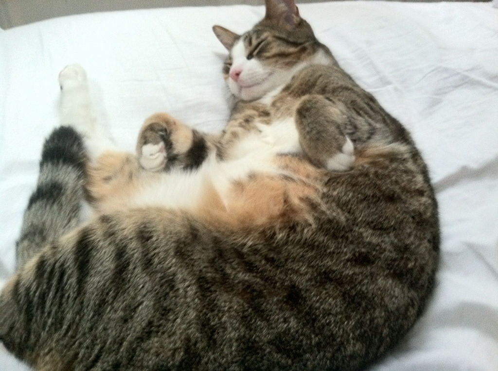 体育新闻中心推动体育短视频内容创新发展，体育新闻报道视频